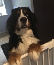Mettes hund