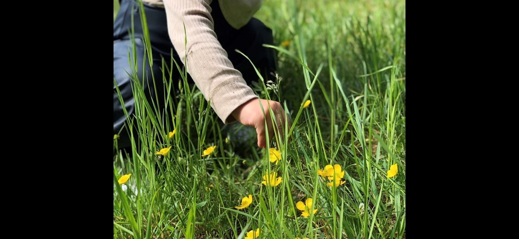 Barn I Græsmark Med Smørblomster