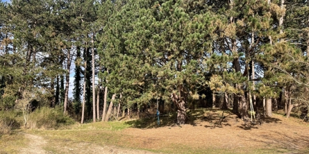 Skallegård gruppen natur i området