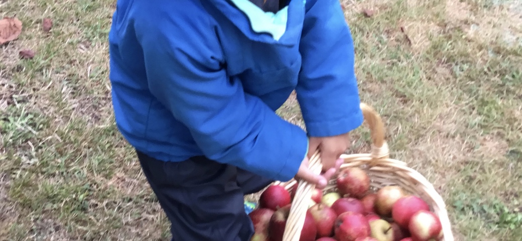 Barn plukker æbler