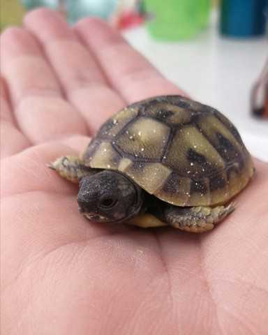 Barn holder en skildpadde